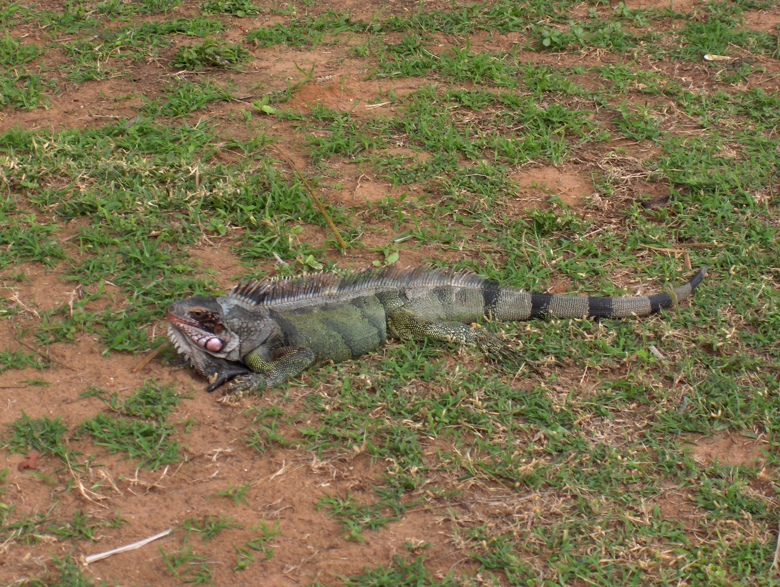 Leguan på resortet - https://www.costacaribehotel.com/