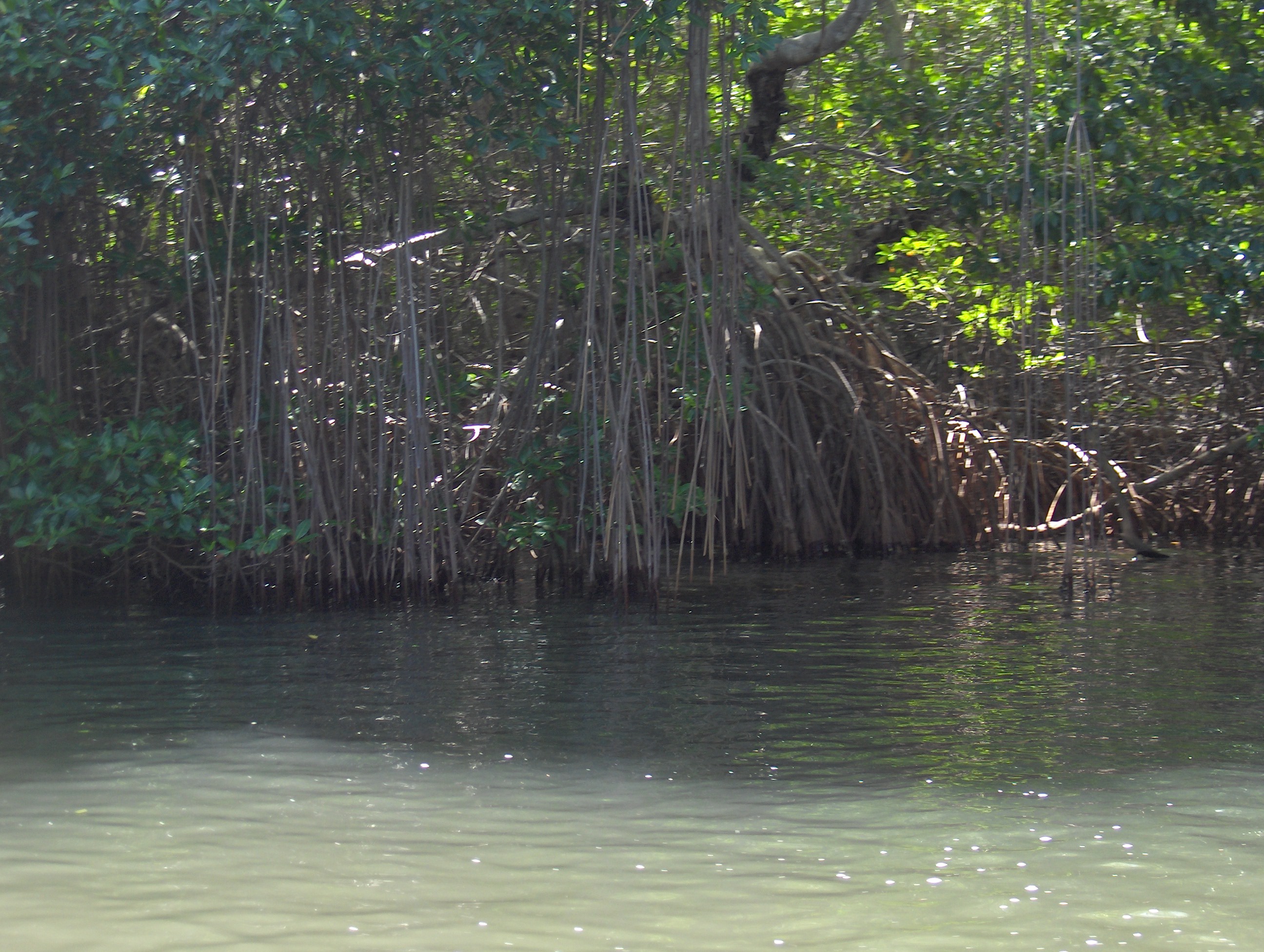 Laguna de la Restinga