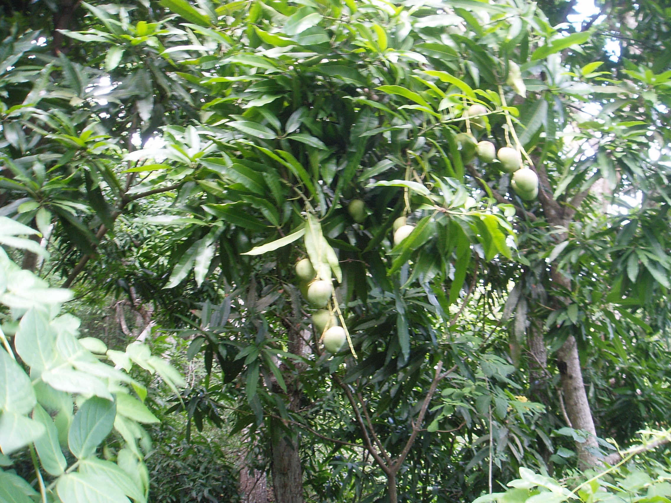 Margarita 119.jpg